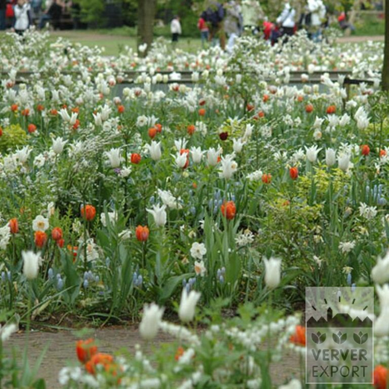 Tulipes 'White Triumphator' (12202) – Image 7