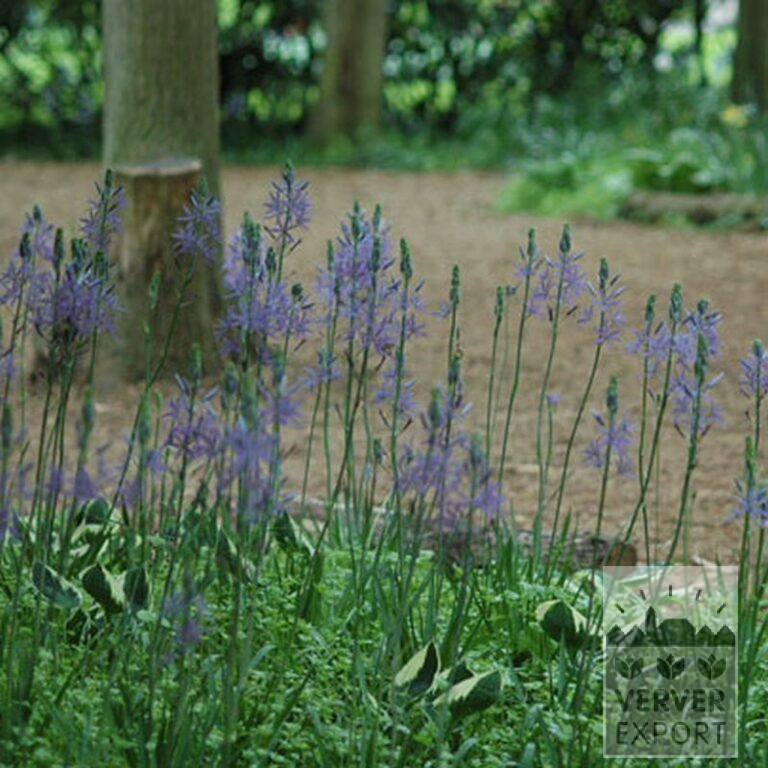 Camassia leichtlinii 'Caerulea' (16028) – Image 3