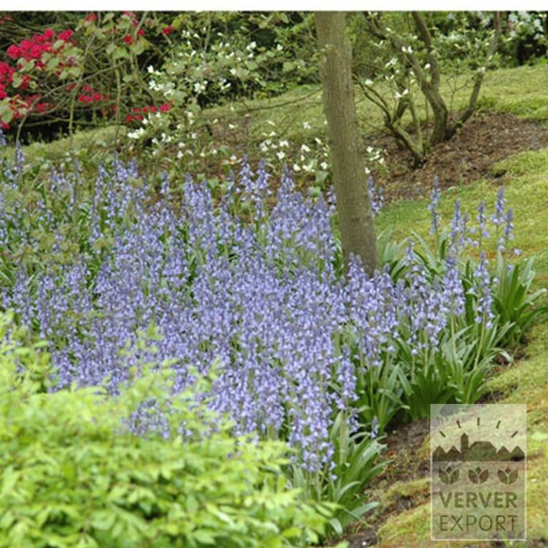 Hyacinthoides hispanica bleu (16149) – Image 3