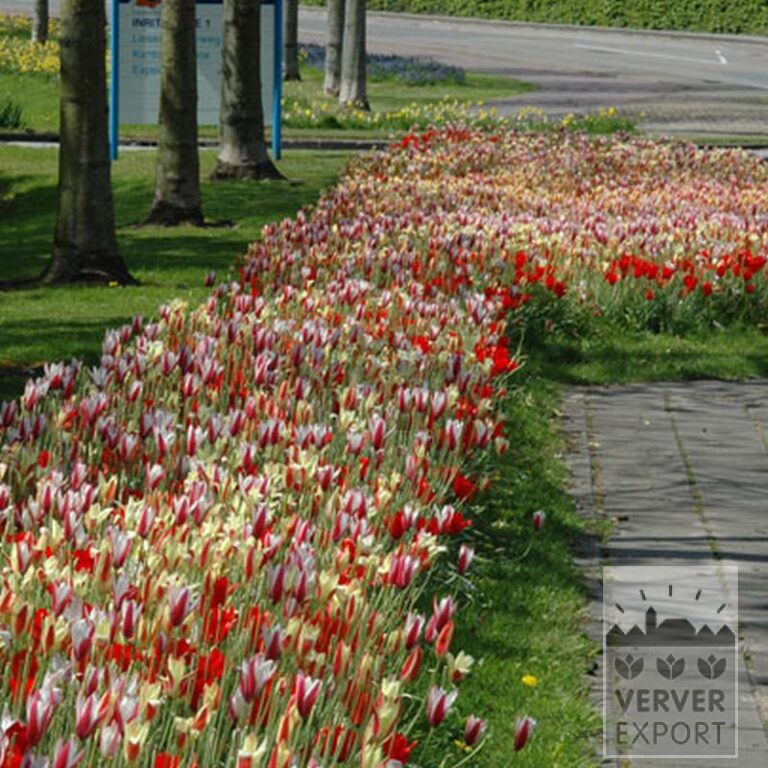Tulipes clusiana 'Lady Jane' (12301) – Image 2