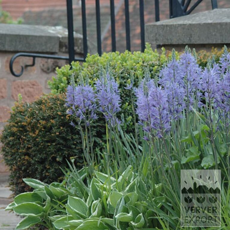 Camassia leichtlinii 'Caerulea' (16028) – Image 4