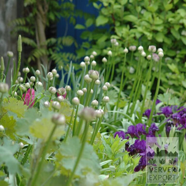 Allium (ail d'ornement) aflatunense (16001) – Image 2