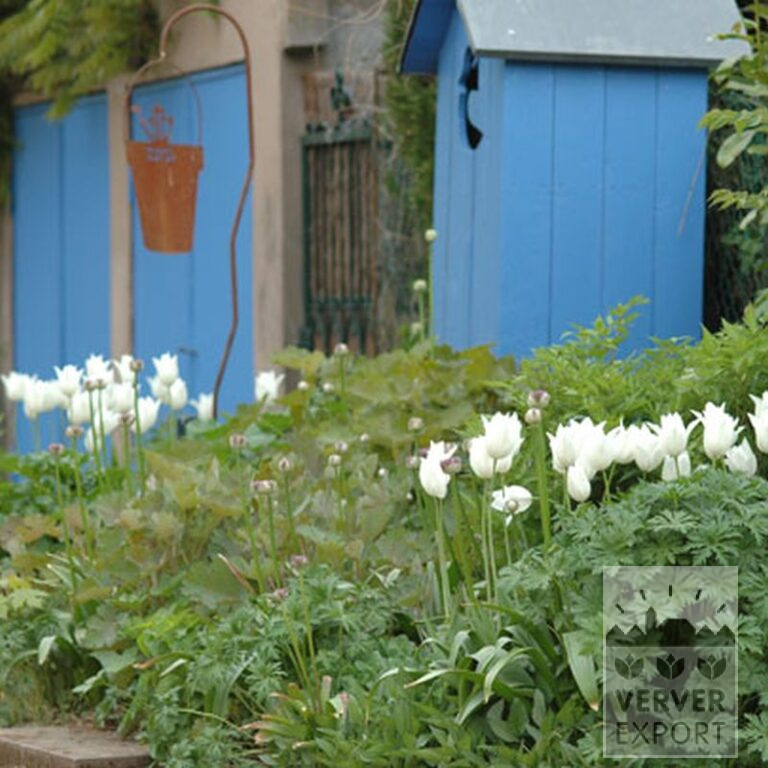 Tulipes 'White Triumphator' (12202) – Image 8