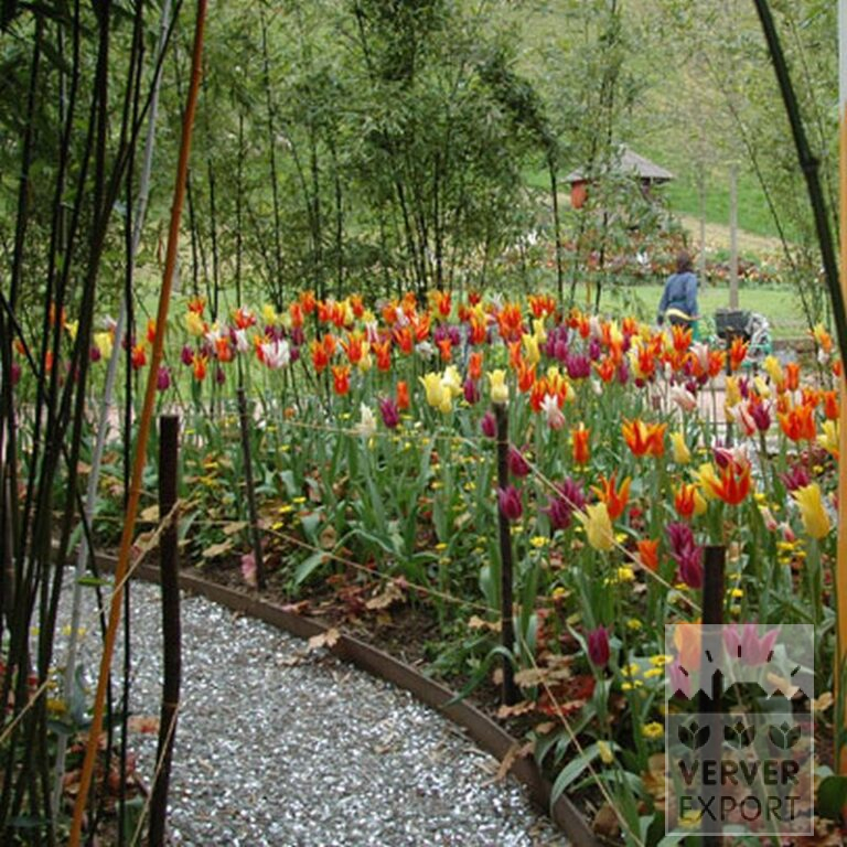Tulipes 'Fly Away' (12188) – Image 4