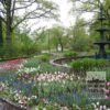 Tulipes 'Queen of Night' (12217) – Image 4