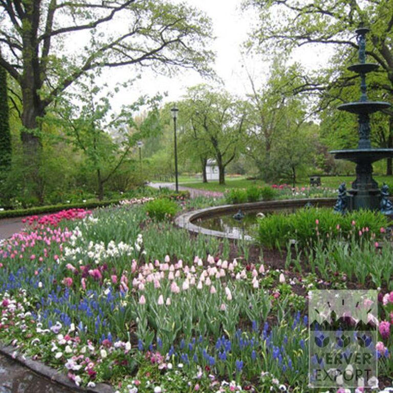 Tulipes 'Queen of Night' (12217) – Image 4