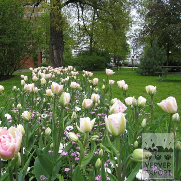 Tulipes 'Angélique' (12233) – Image 3