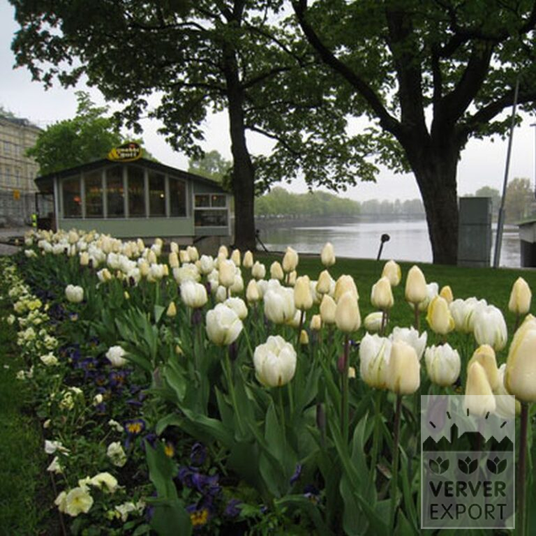Tulipes 'Havran' (12139) – Image 7