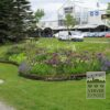 Iris hollandais 'Saturnus' (36067) – Image 3