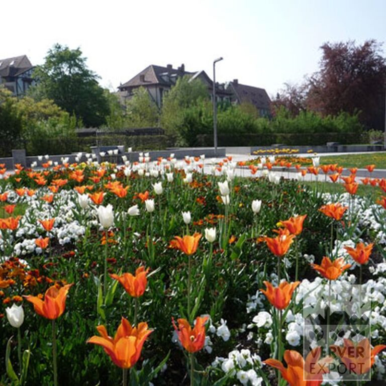 Tulipes 'White Triumphator' (12202) – Image 9