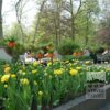 Fritillaria imperialis 'Rubra' (16052) – Image 5