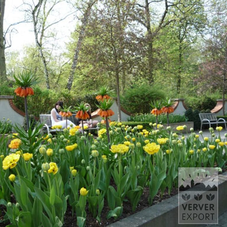 Fritillaria imperialis 'Rubra' (16052) – Image 5