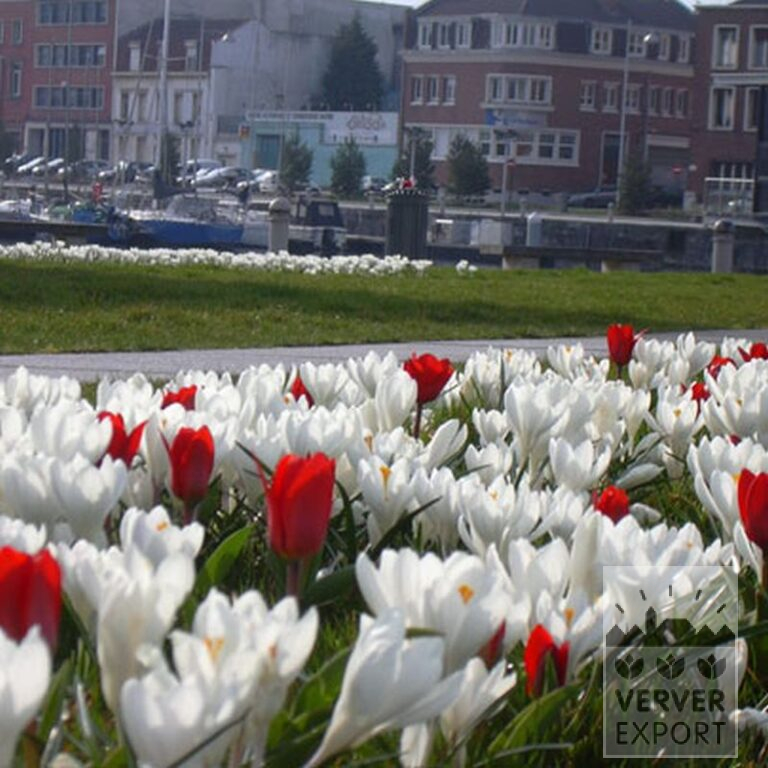 Mélanges Verver 'Ameland' © (11006) – Image 3