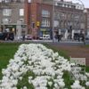 Crocus 'Jeanne d'Arc' (14002) – Image 7
