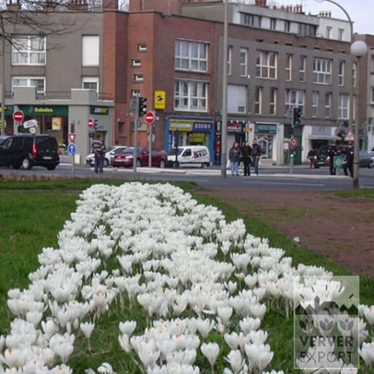Crocus 'Jeanne d'Arc' (14002) – Image 7