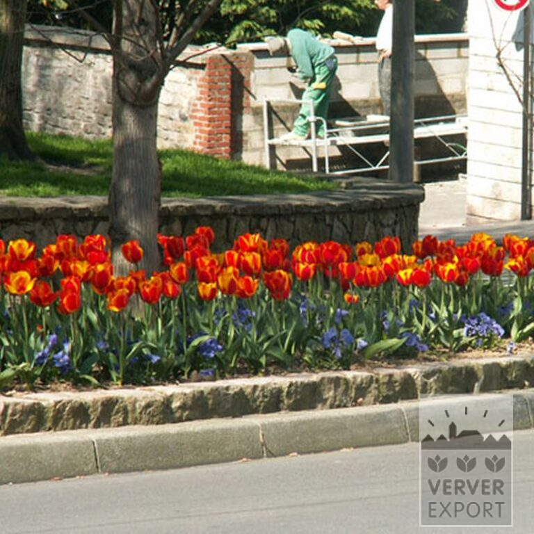 Mélanges Verver 'Royal' © (11048) – Image 2