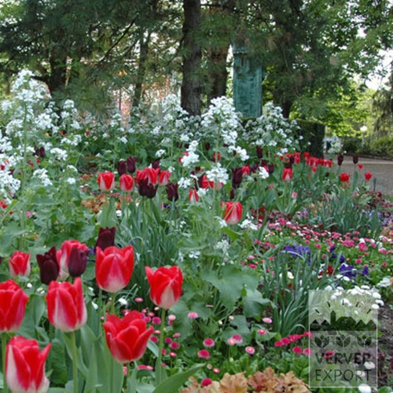Tulipes 'Garden Party' (12132) – Image 2