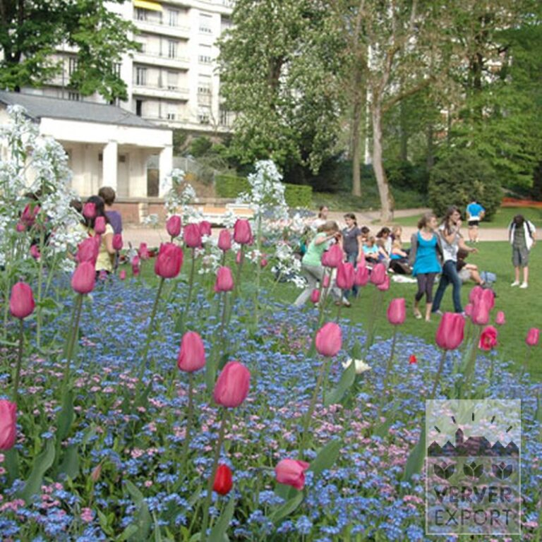 Tulipes 'Pink Impression' (12181) – Image 2