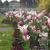 Tulipes 'Ballade' (12184) – Image 4