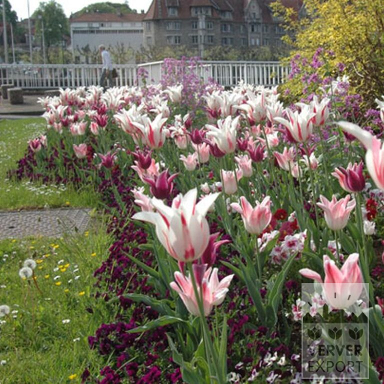 Tulipes 'Ballade' (12184) – Image 4