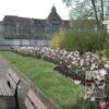 Tulipes 'Ballade' (12184) – Image 5