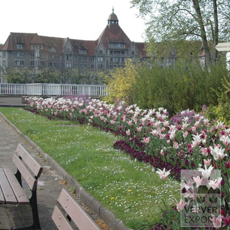 Tulipes 'Ballade' (12184) – Image 5