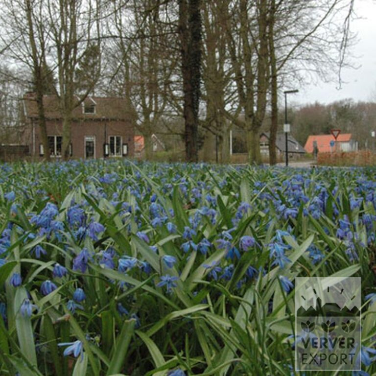 Scilla siberica (16103) – Image 2