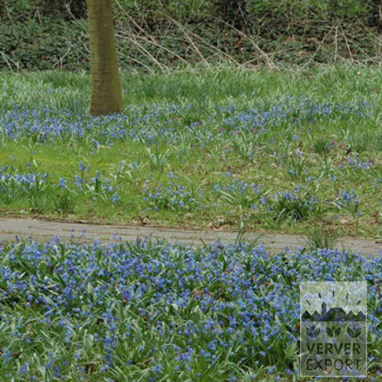 Scilla siberica (16103) – Image 3