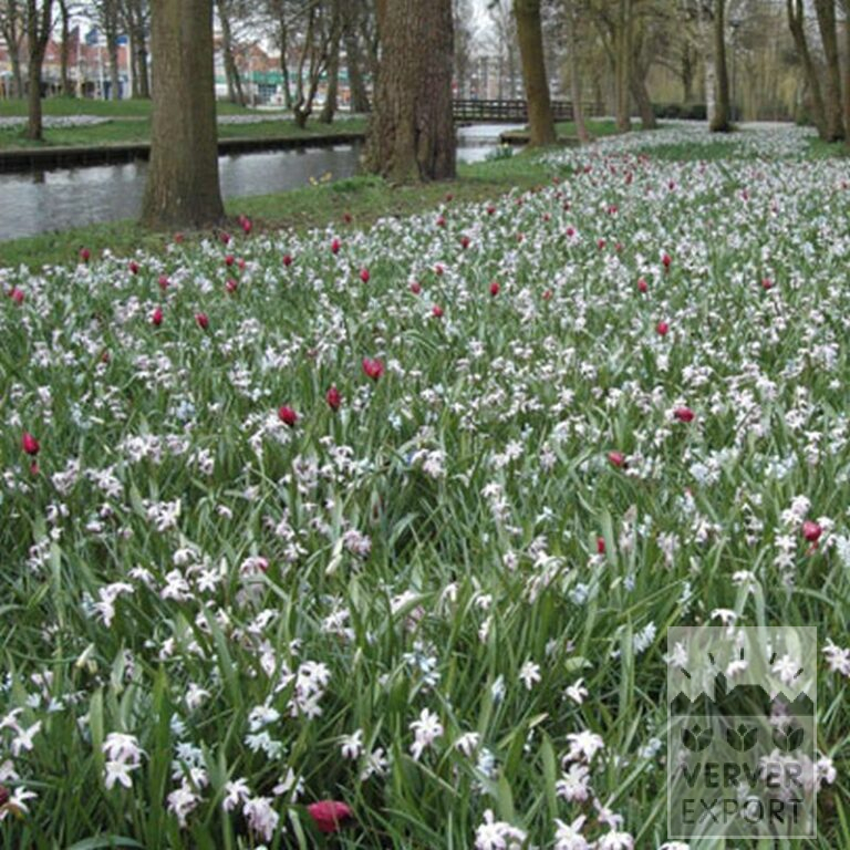 Chionodoxa forbesii 'Pink Giant' (16032) – Image 3