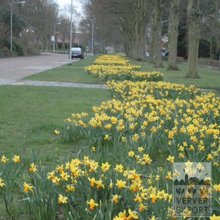 Narcisses 'Jetfire' (15005) – Image 5