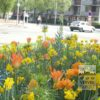 Tulipes 'Monte Carlo' (12085) – Image 4