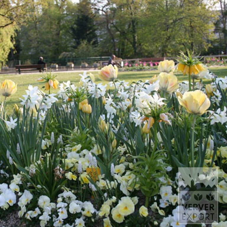 Tulipes 'Antoinetta' (12263) – Image 3