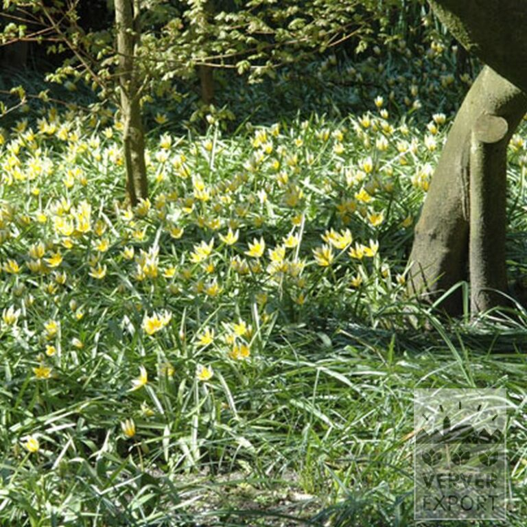 Tulipes tarda (12013) – Image 2