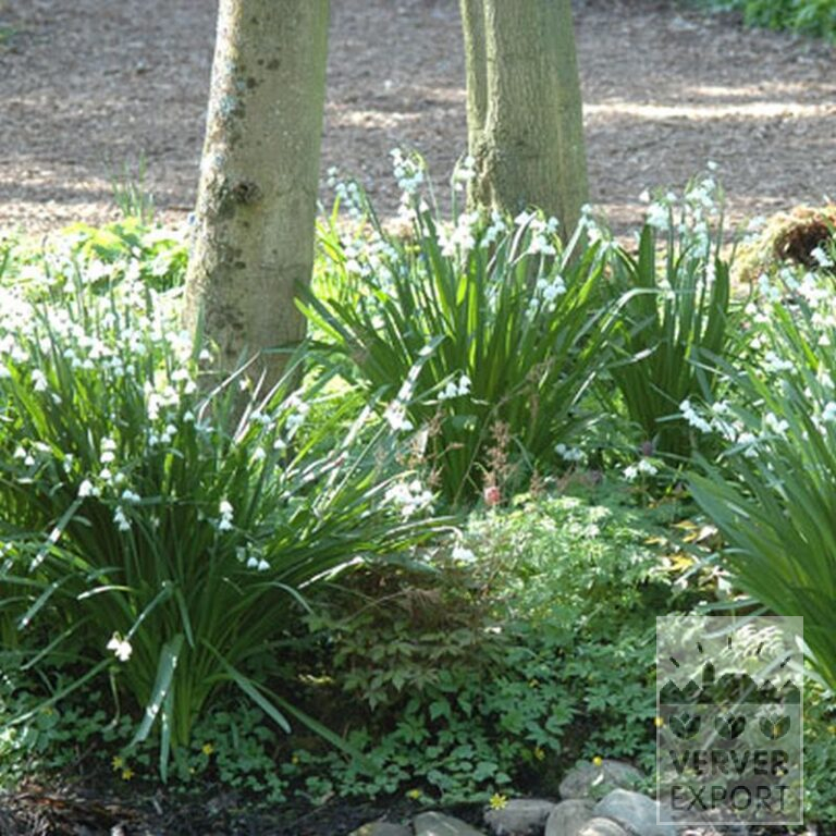 Leucojum 'Gravetye Giant' (16078) – Image 2