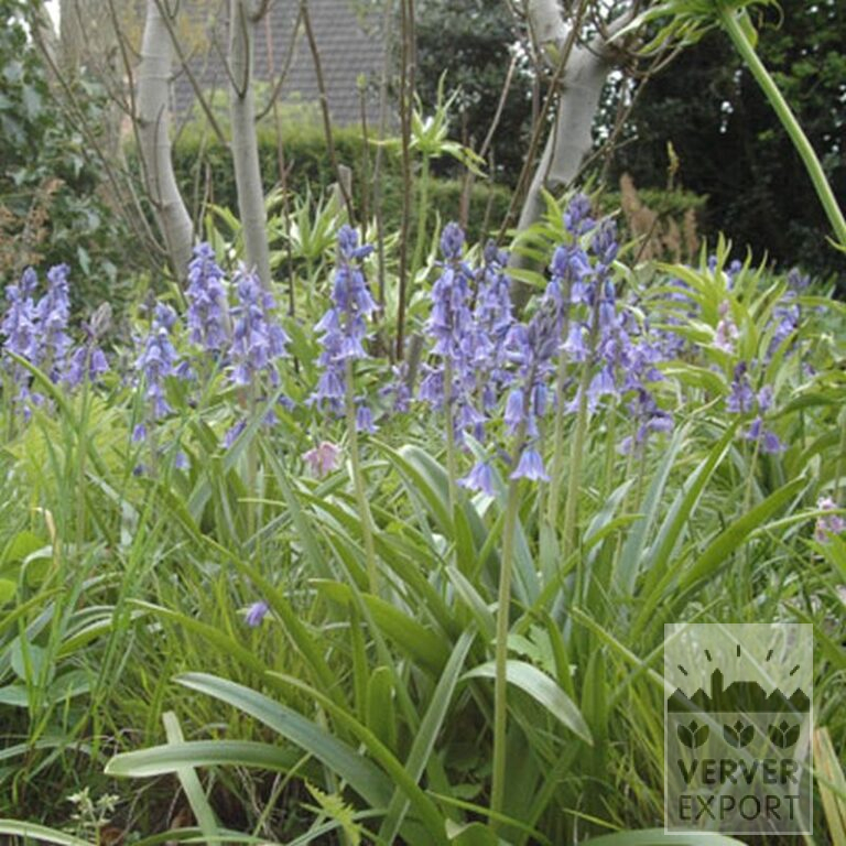 Hyacinthoides hispanica bleu (16149) – Image 4
