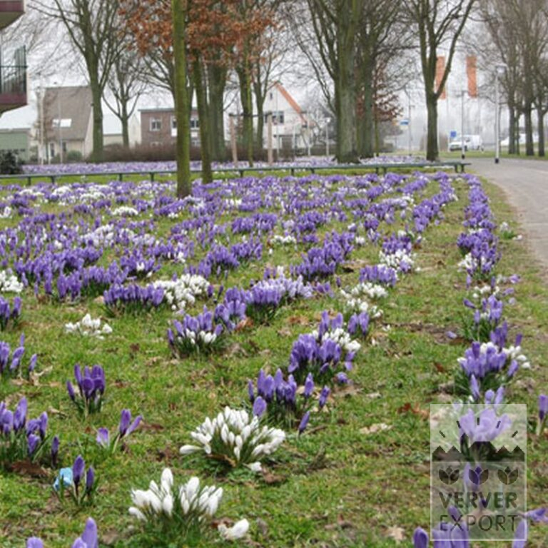 Crocus 'Jeanne d'Arc' (14002) – Image 8