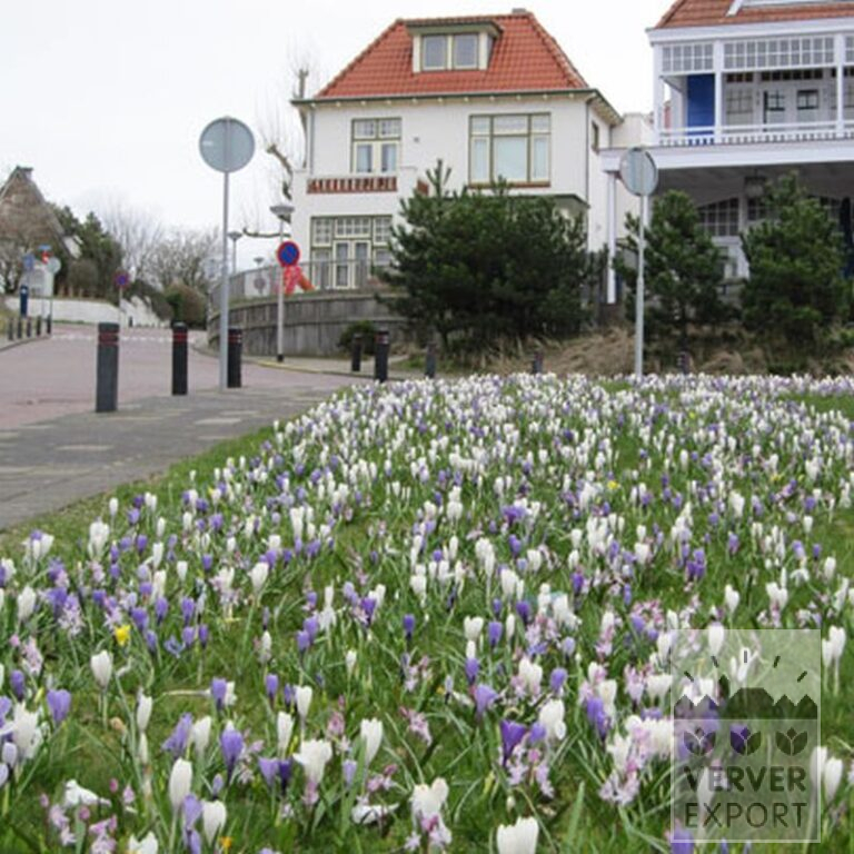 Chionodoxa forbesii 'Pink Giant' (16032) – Image 4
