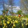 Fritillaria imperialis 'Rubra' (16052) – Image 6