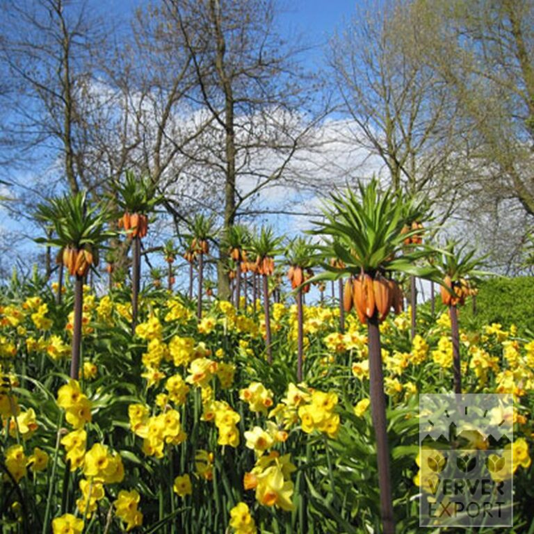 Fritillaria imperialis 'Rubra' (16052) – Image 6