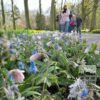 Muscari armeniacum (16079) – Image 7