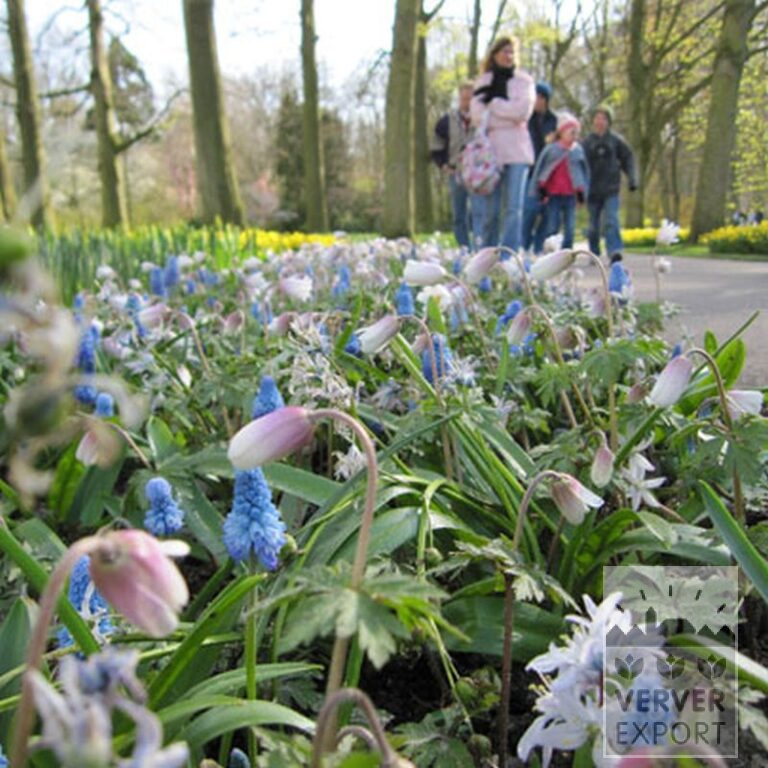 Muscari armeniacum (16079) – Image 7