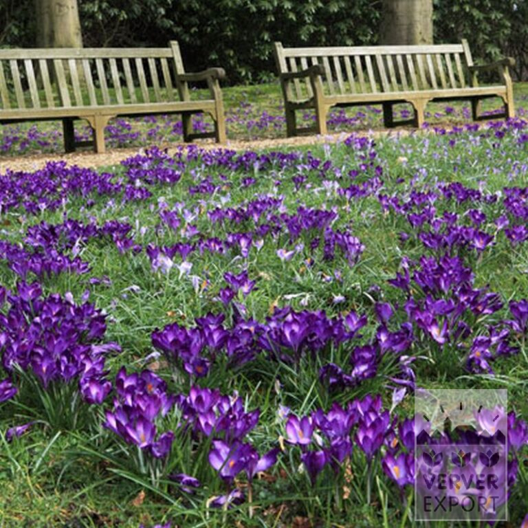 Crocus 'Flower Record' (14007) – Image 4