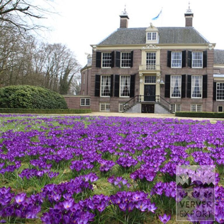 Crocus 'Flower Record' (14007) – Image 5
