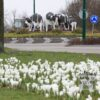 Crocus 'Jeanne d'Arc' (14002) – Image 9