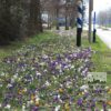 Mélanges Verver 'Heiloo' © (11002) – Image 6