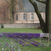 Crocus 'Jeanne d'Arc' (14002) – Image 10