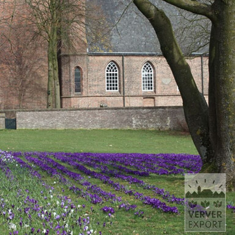 Crocus 'Jeanne d'Arc' (14002) – Image 10