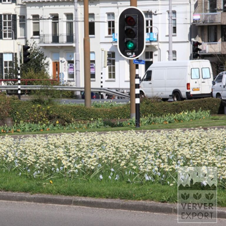 Tulipes tarda (12013) – Image 3