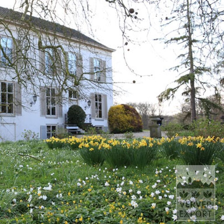 Narcisses 'Fortissimo' (15033) – Image 4