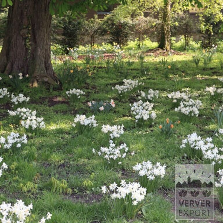 Narcisses 'Thalia' (15066) – Image 8